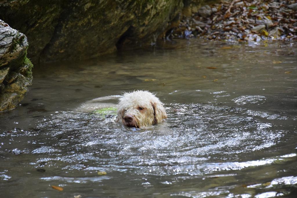 Guest House Lagotto'S Peak Radatovici ภายนอก รูปภาพ