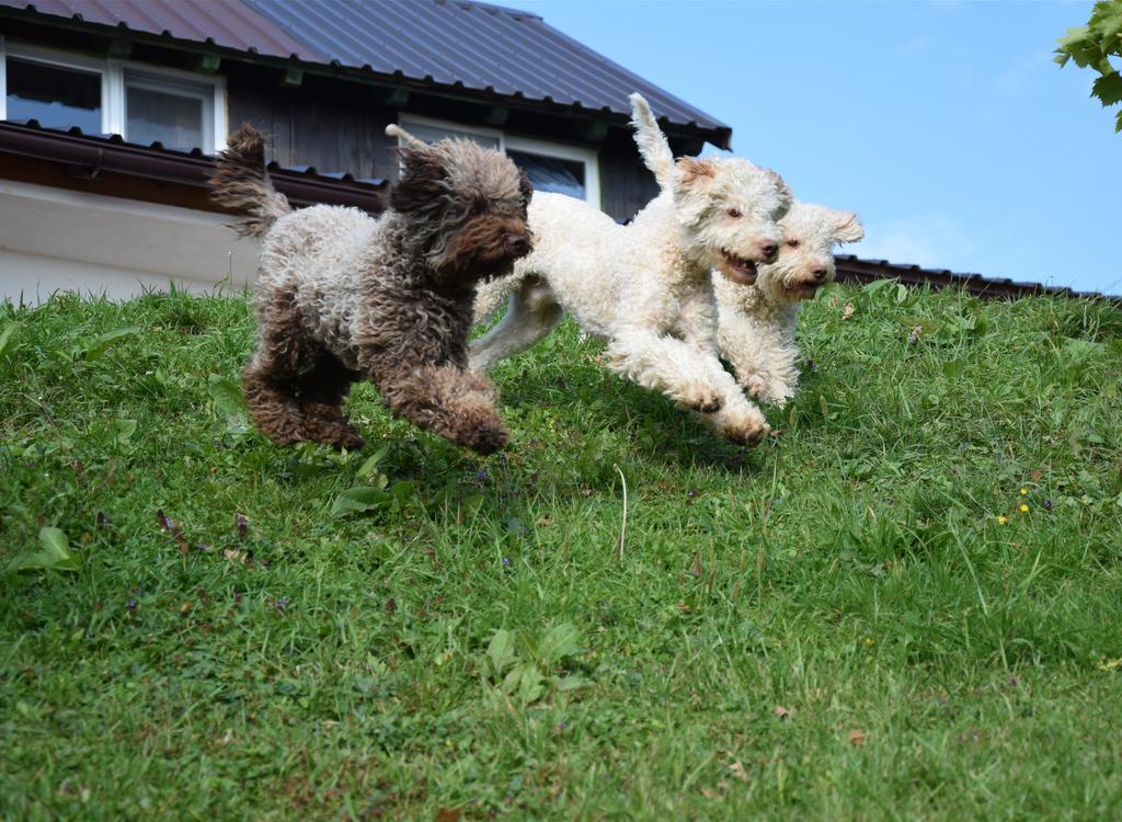 Guest House Lagotto'S Peak Radatovici ภายนอก รูปภาพ