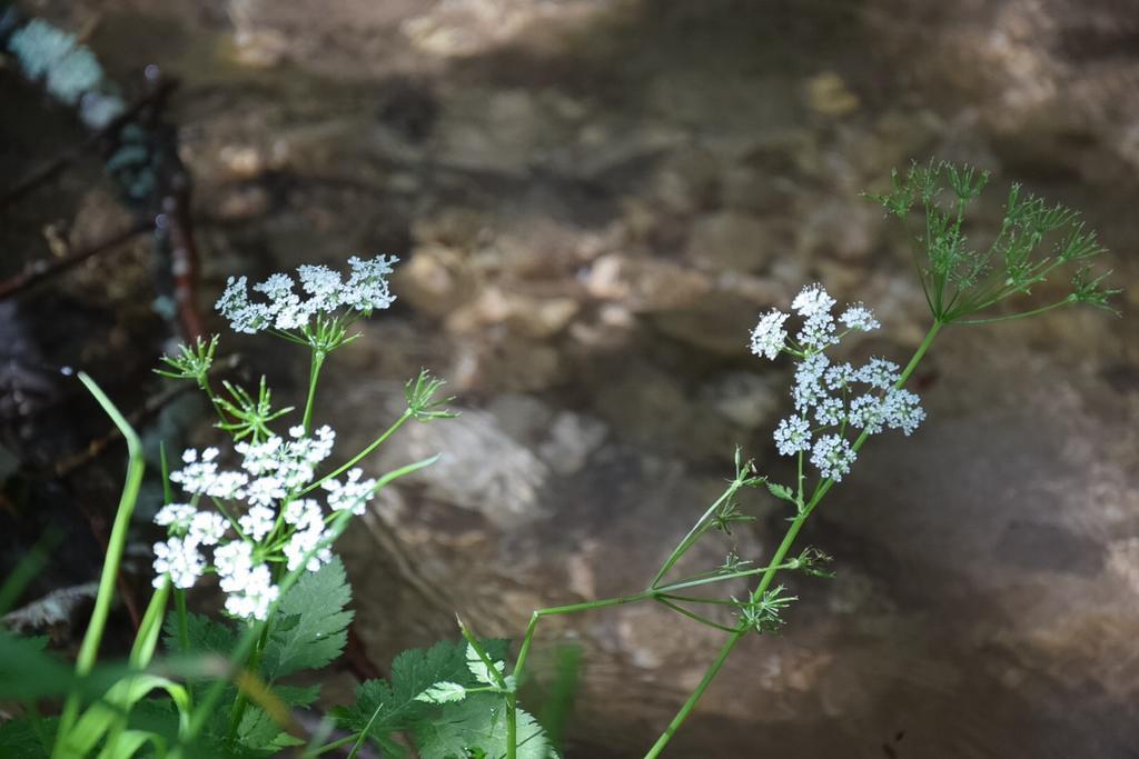 Guest House Lagotto'S Peak Radatovici ภายนอก รูปภาพ