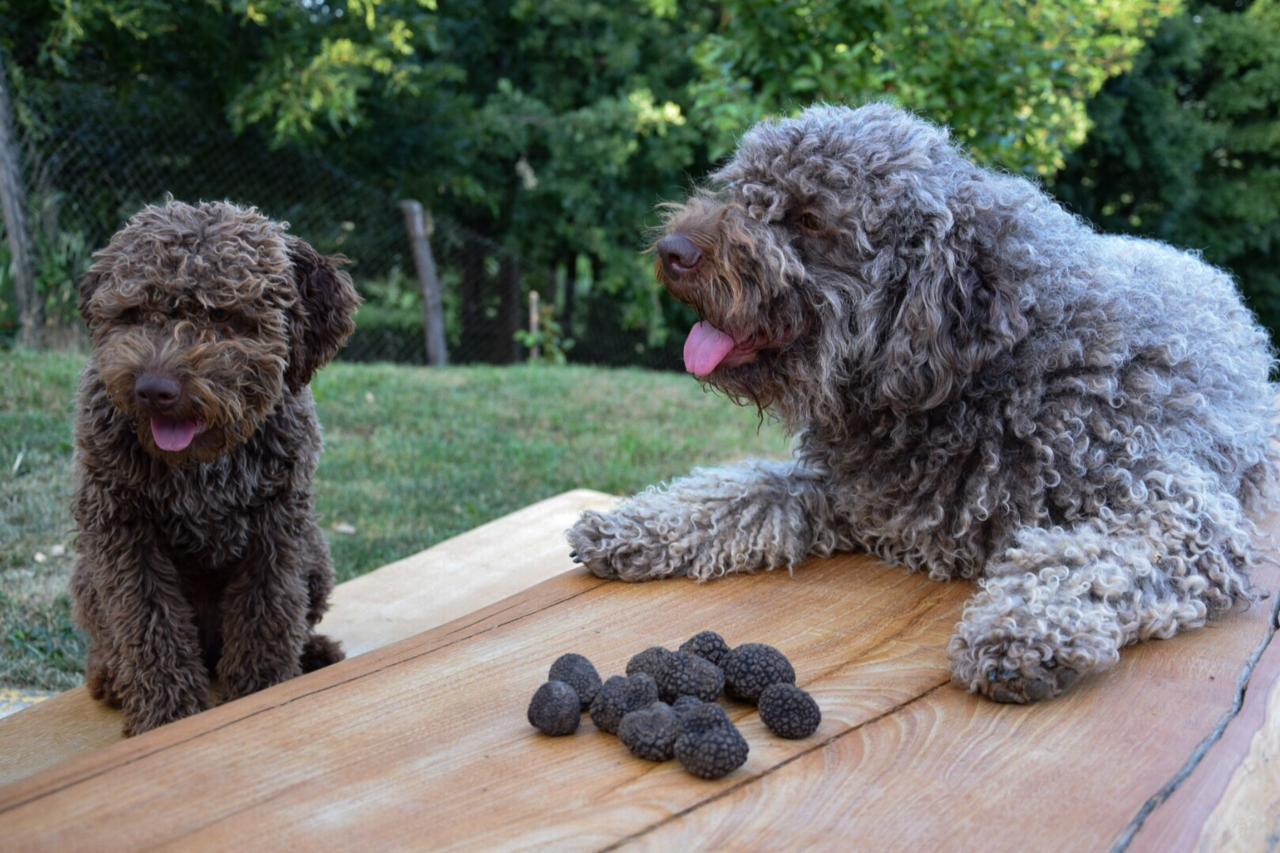 Guest House Lagotto'S Peak Radatovici ภายนอก รูปภาพ