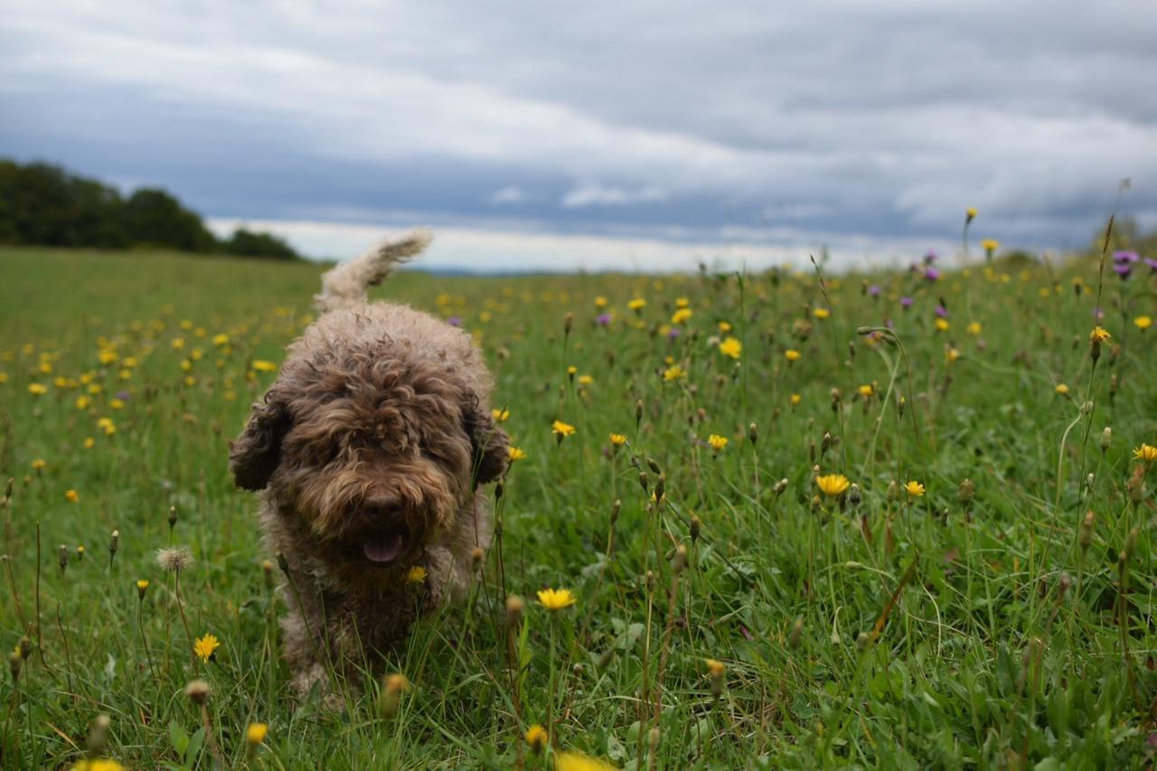 Guest House Lagotto'S Peak Radatovici ภายนอก รูปภาพ